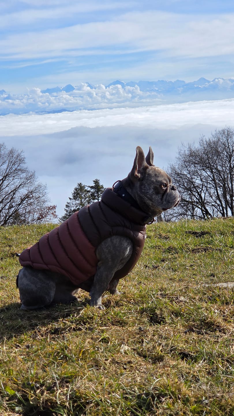 Customer photo review of PuffShield Winter Jackets