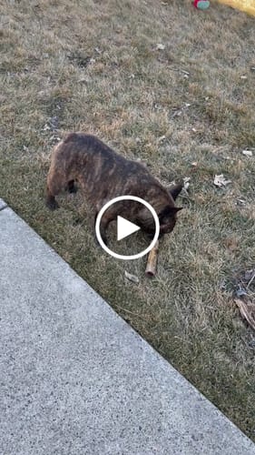 Customer video review of Power Chewer Trial Pack – Built for the Toughest Chewers!