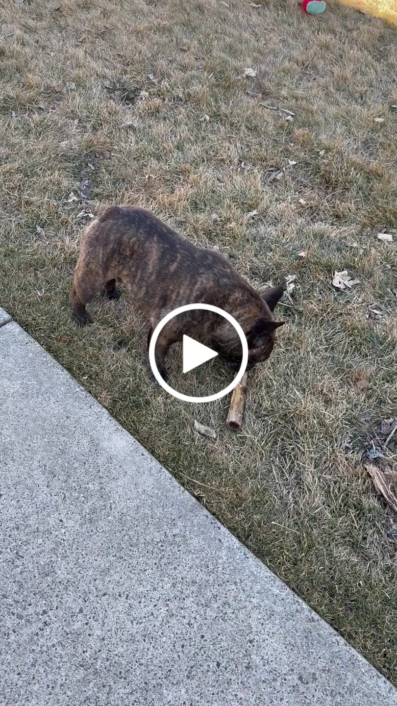 Customer video review of Power Chewer Trial Pack – Built for the Toughest Chewers!