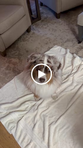 Customer video review of Smoked Beef Marrow Bone