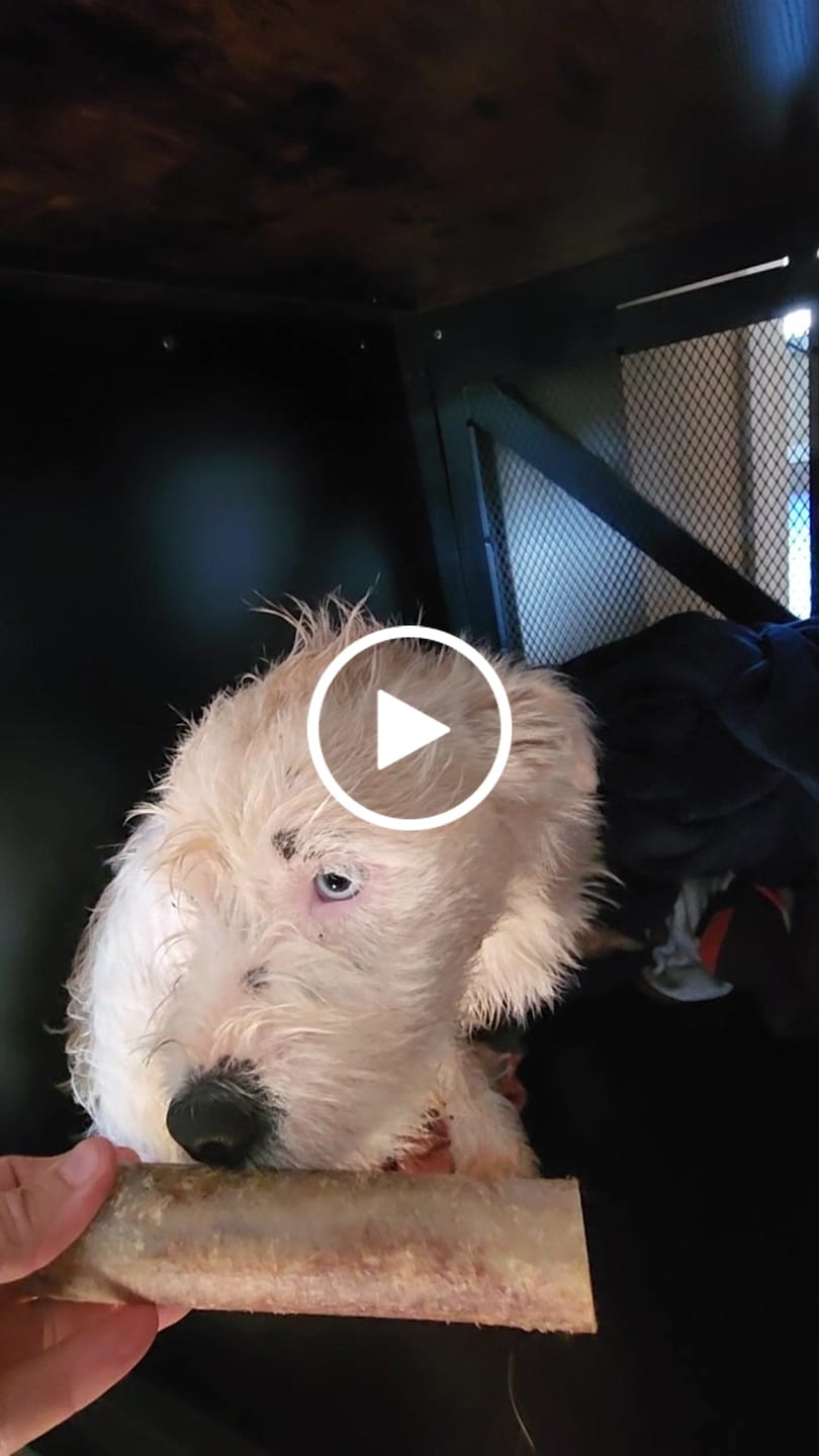 Customer video review of Ostrich Chunky Bones (5" x 2" - 2 Pack): The Long-Lasting, Flavor-Packed Bones for Medium to Large Dogs