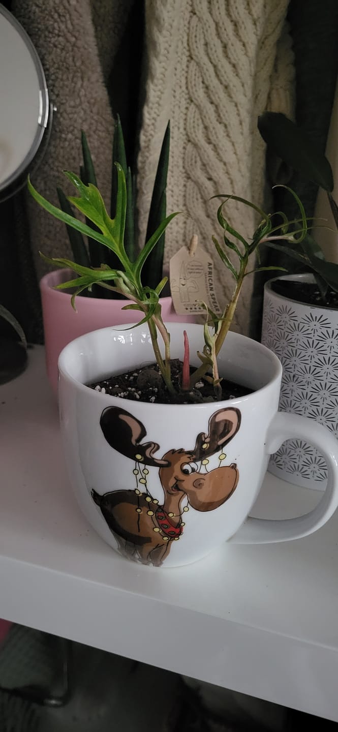 Customer photo review of PHILODENDRON TORTUM