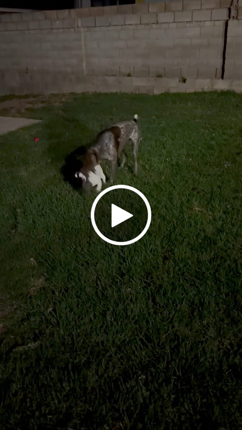 Customer video review of Ostrich Patties Natural Dog Treats
