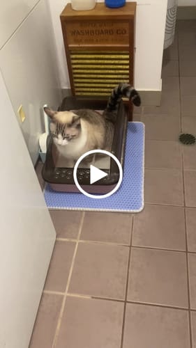 Customer video review of 3 Month Supply - 1 Cat