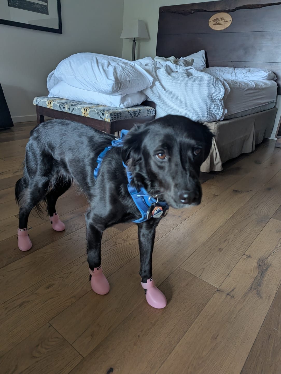 Customer photo review of WagWellie® Single