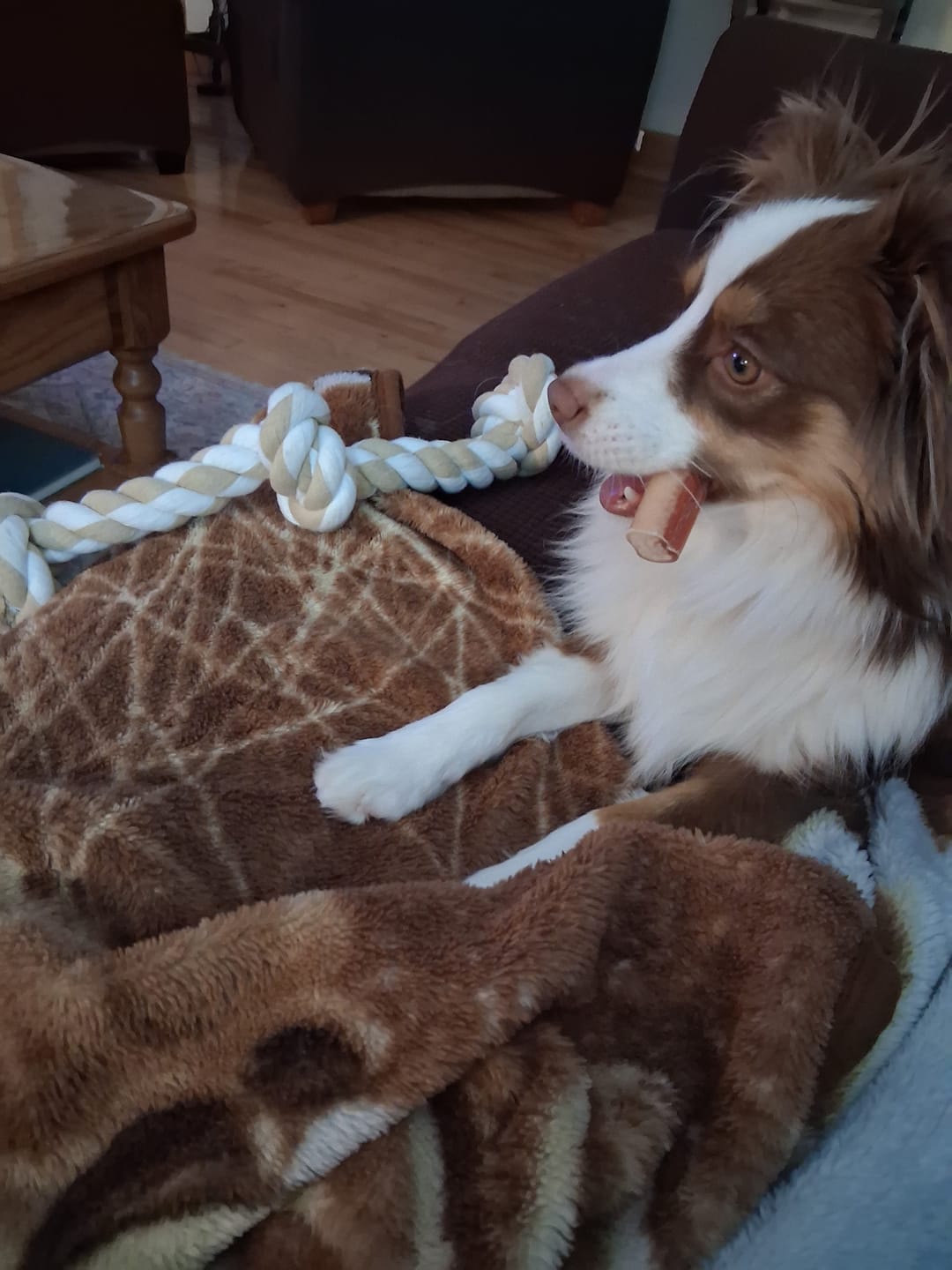Customer photo review of 6 Inch Monster Bully Stick