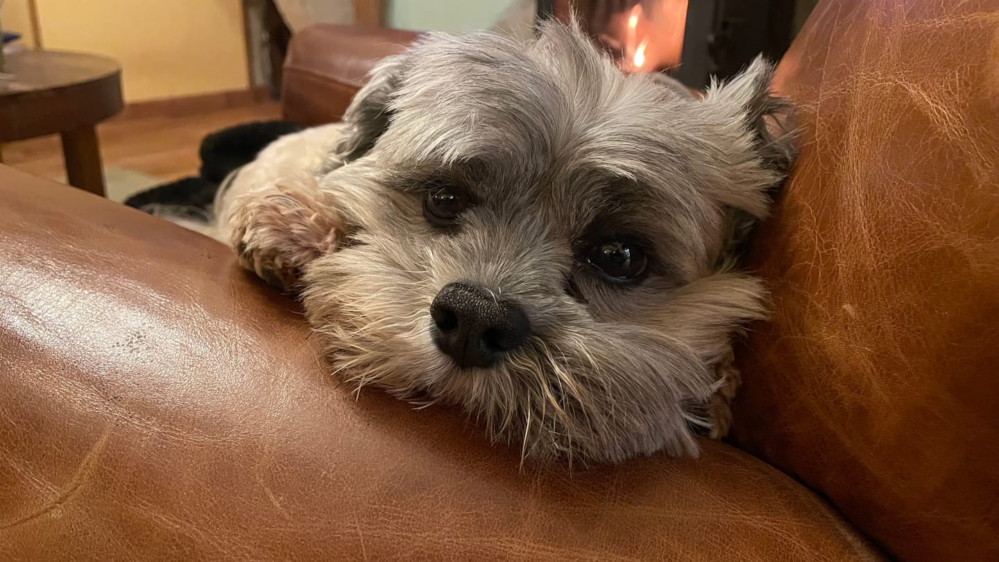Customer photo review of Pâtées riches en canard & aux petits pois (Chien adulte)