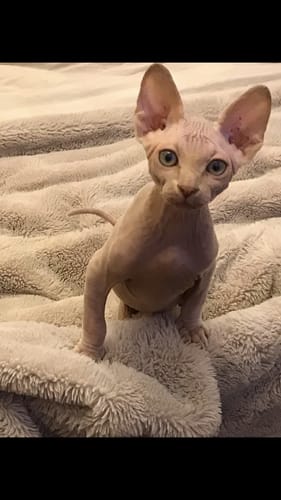 Customer photo review of 1 Month Supply – 1 Cat