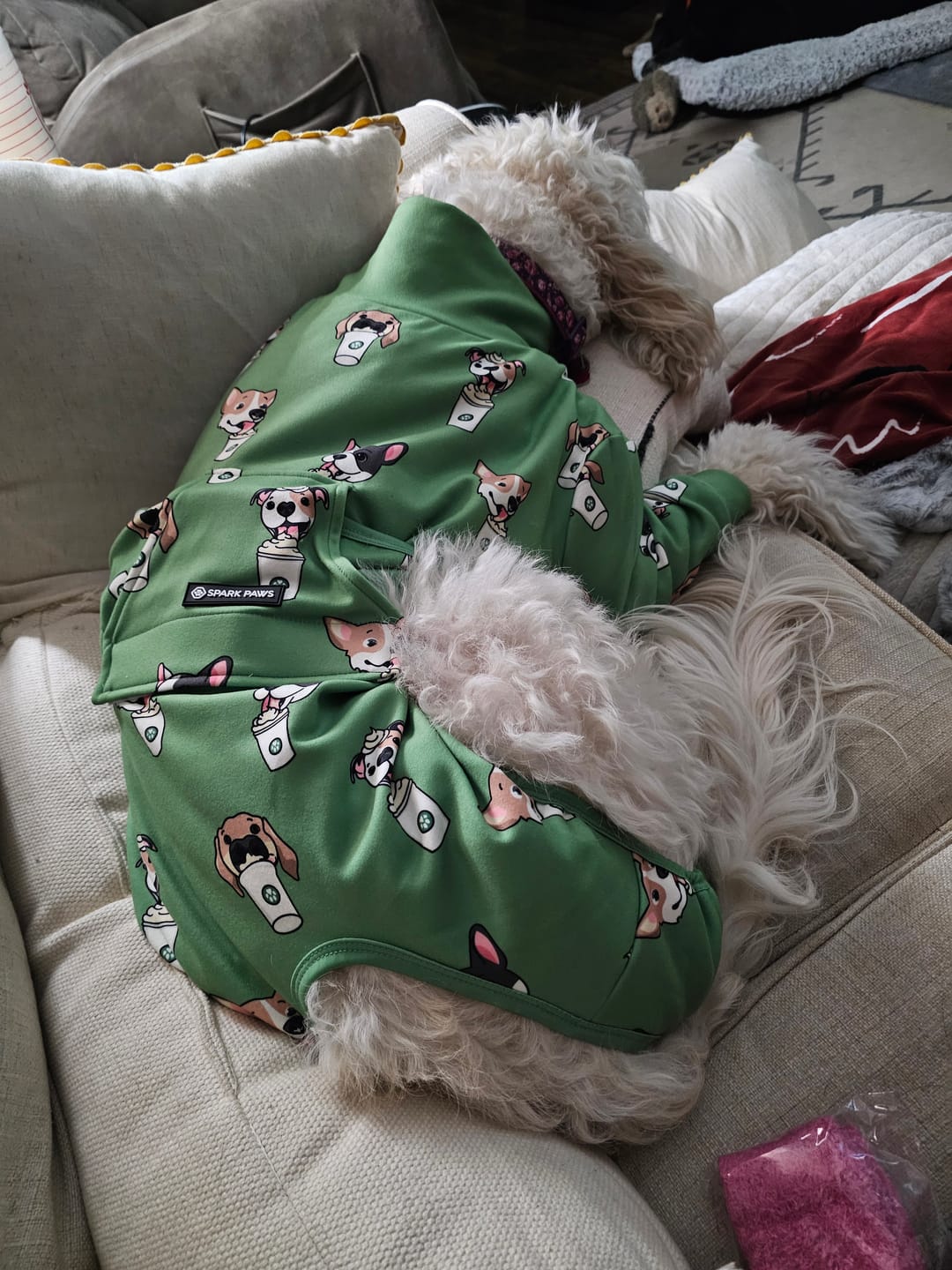 Customer photo review of Dog Surgical Suit