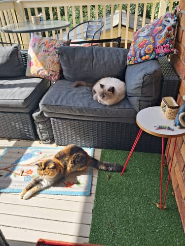 Customer photo review of 1 Month Supply - 1 Cat - One-Time Purchase