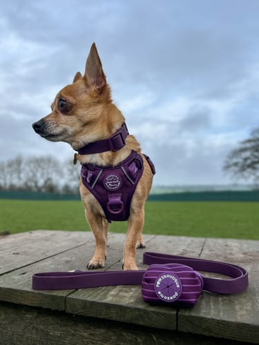 Customer photo review of Tough Trails™ Harness - Walkies Ready® Plum