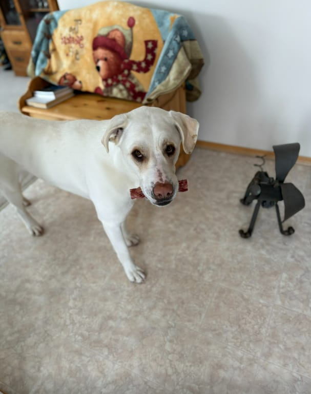 Customer photo review of 6 Inch Thick Braided Bully Stick