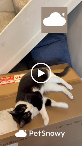 Customer video review of Self-Cleaning Litter Box