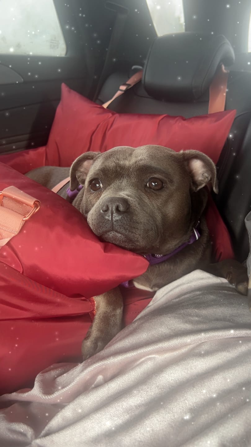 Customer photo review of Travel Dog Pod - Rosewood