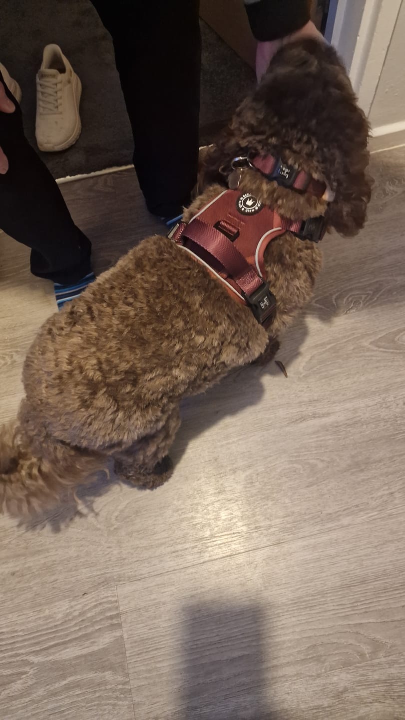 Customer photo review of Adjustable Collar - Mulberry Tweed