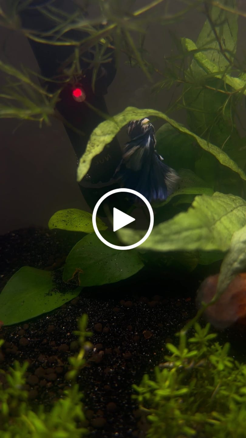 Customer video review of Blue Marble Dot Halfmoon Male Betta Fish | Grower Pick
