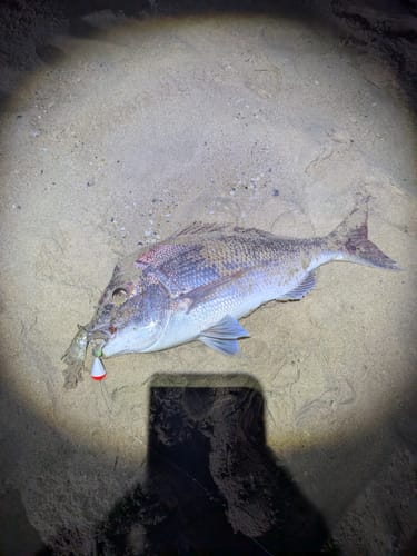 Customer photo review of Aeroo Pro Combo