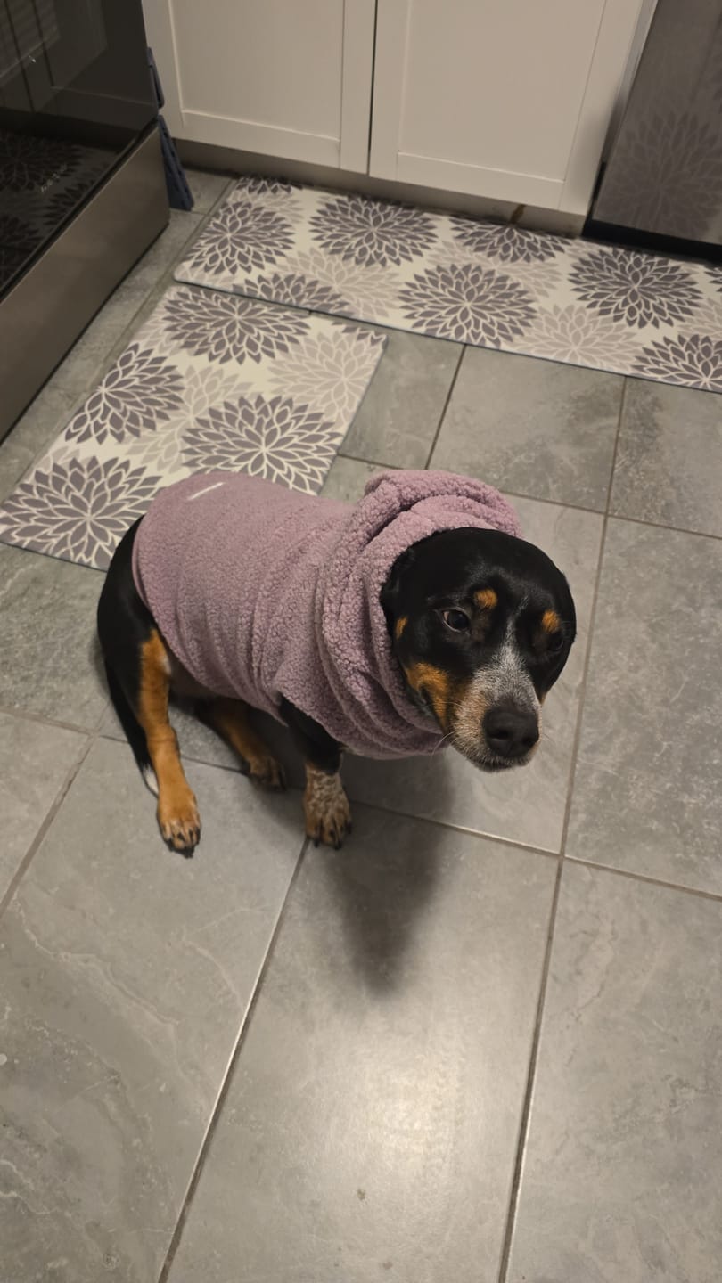 Customer photo review of Teddy Sherpa Dog Jackets