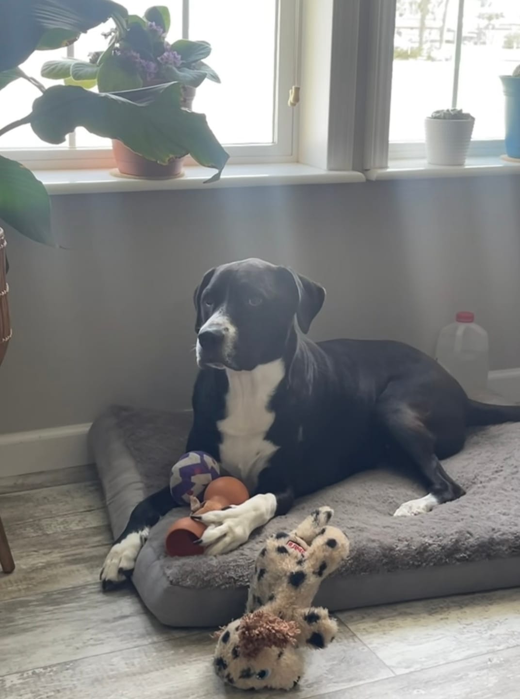 Customer photo review of 6 Inch Jumbo Bully Stick