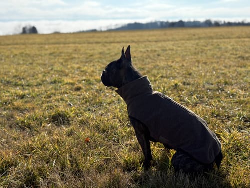 Ein Kunde zeigt seinen Hund in einem dunklen Mantel auf einer Wiese nach der Anwendung des Allergietest Plus Hund.