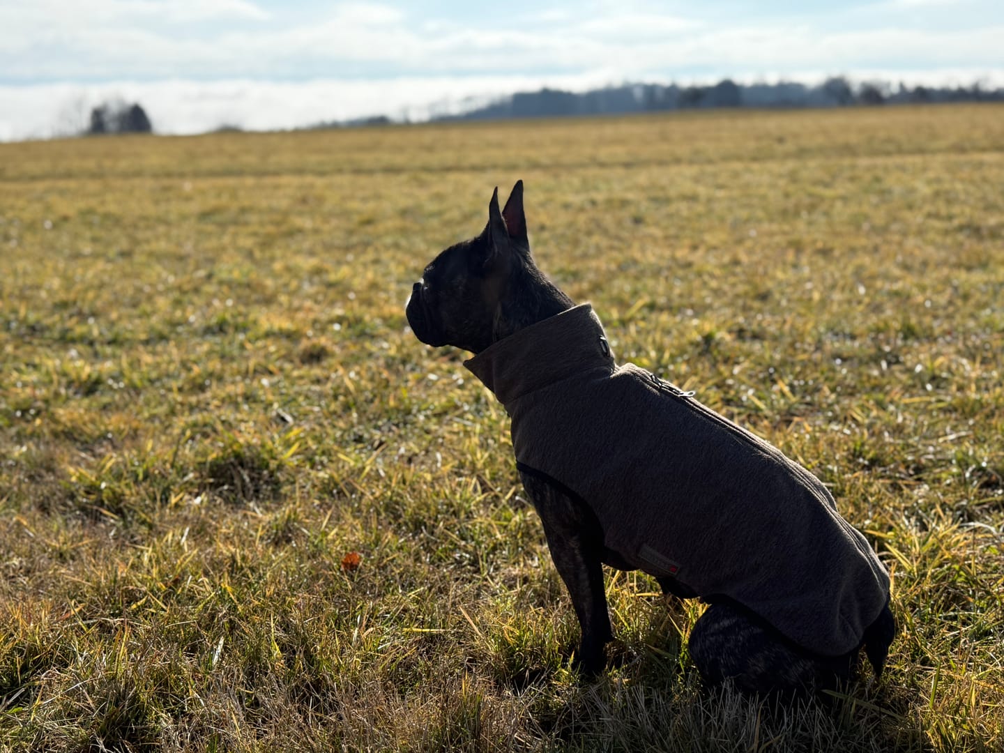 Customer photo review of Allergietest Plus Hund
