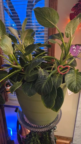 Customer's healthy, lush houseplant with variegated leaves, shown in a review for the Houseplant Pest Spray.