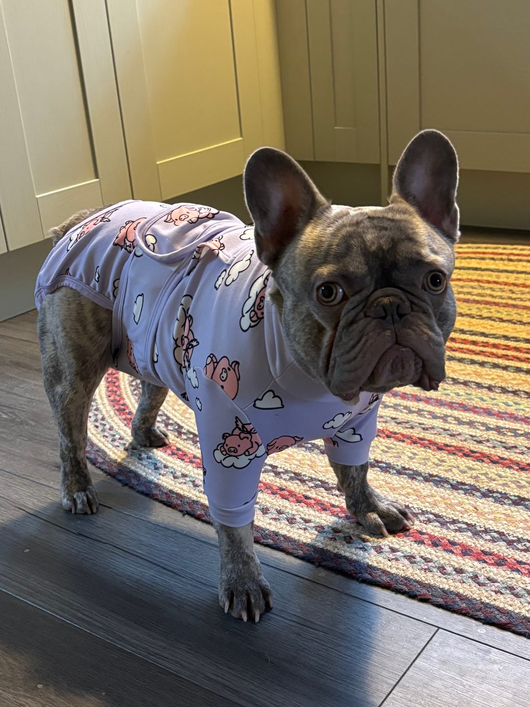 Customer photo review of Dog Surgical Suit - When Pigs Fly