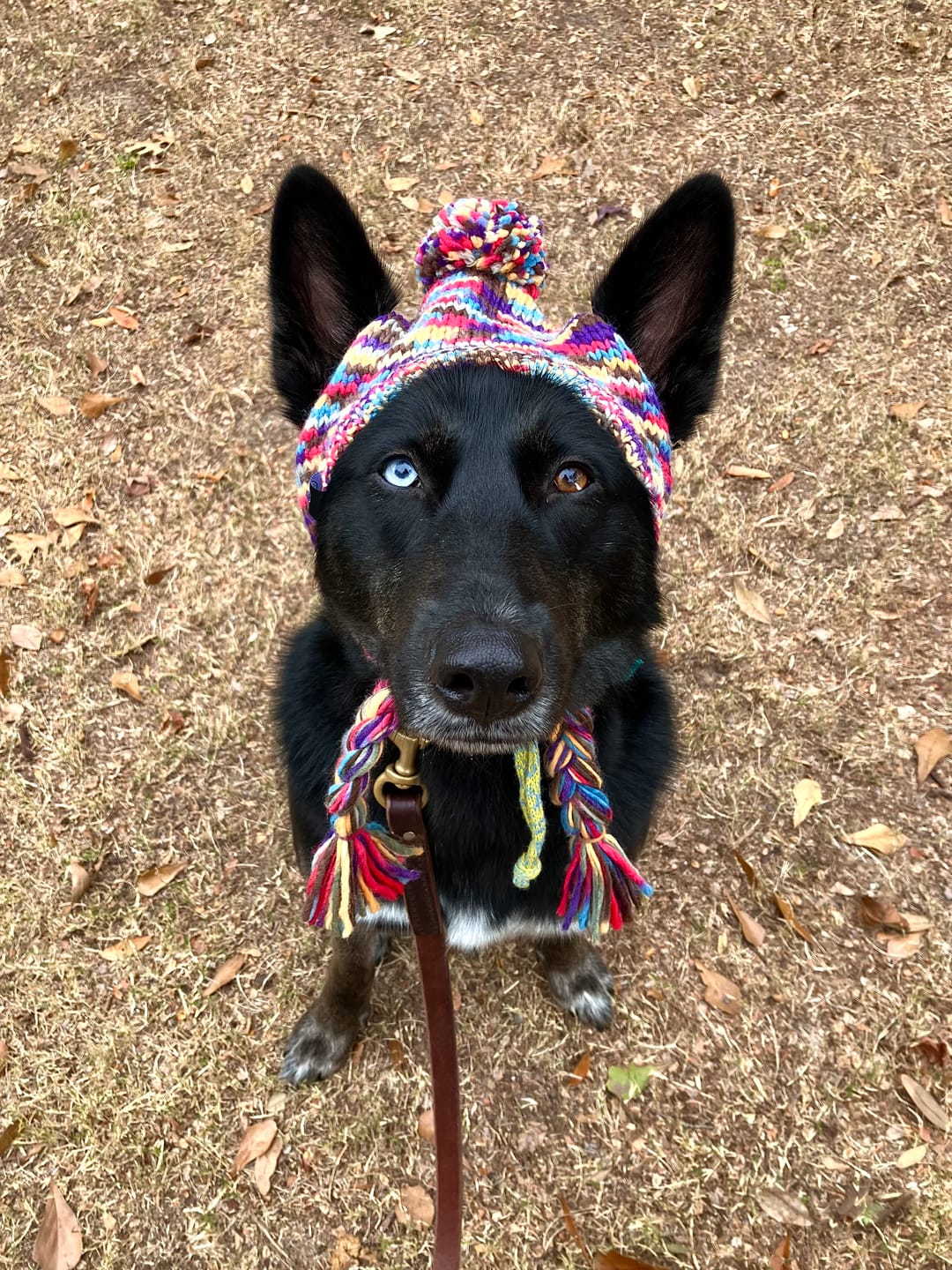 Customer photo review of Knit Pom Pom Dog Beanie Hat - Kaleidoscope