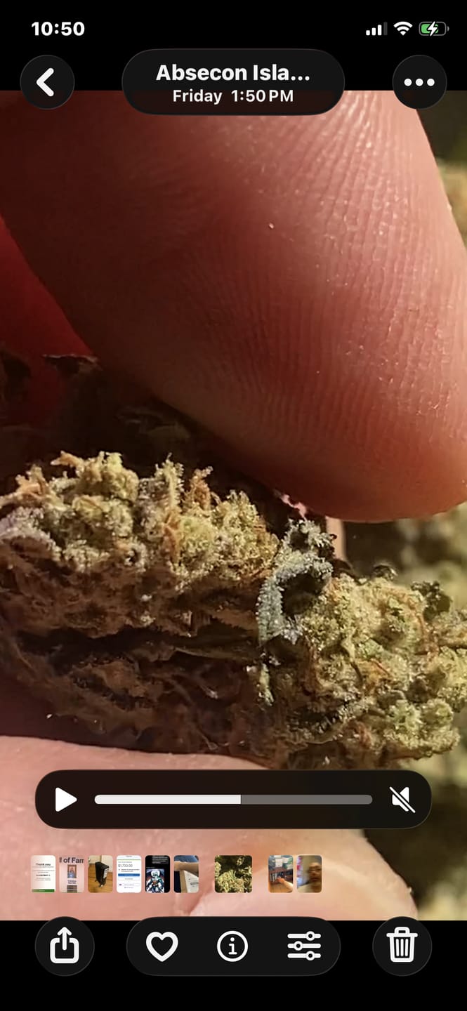 Customer photo review of Lemon Haze Indoor THCA Trim