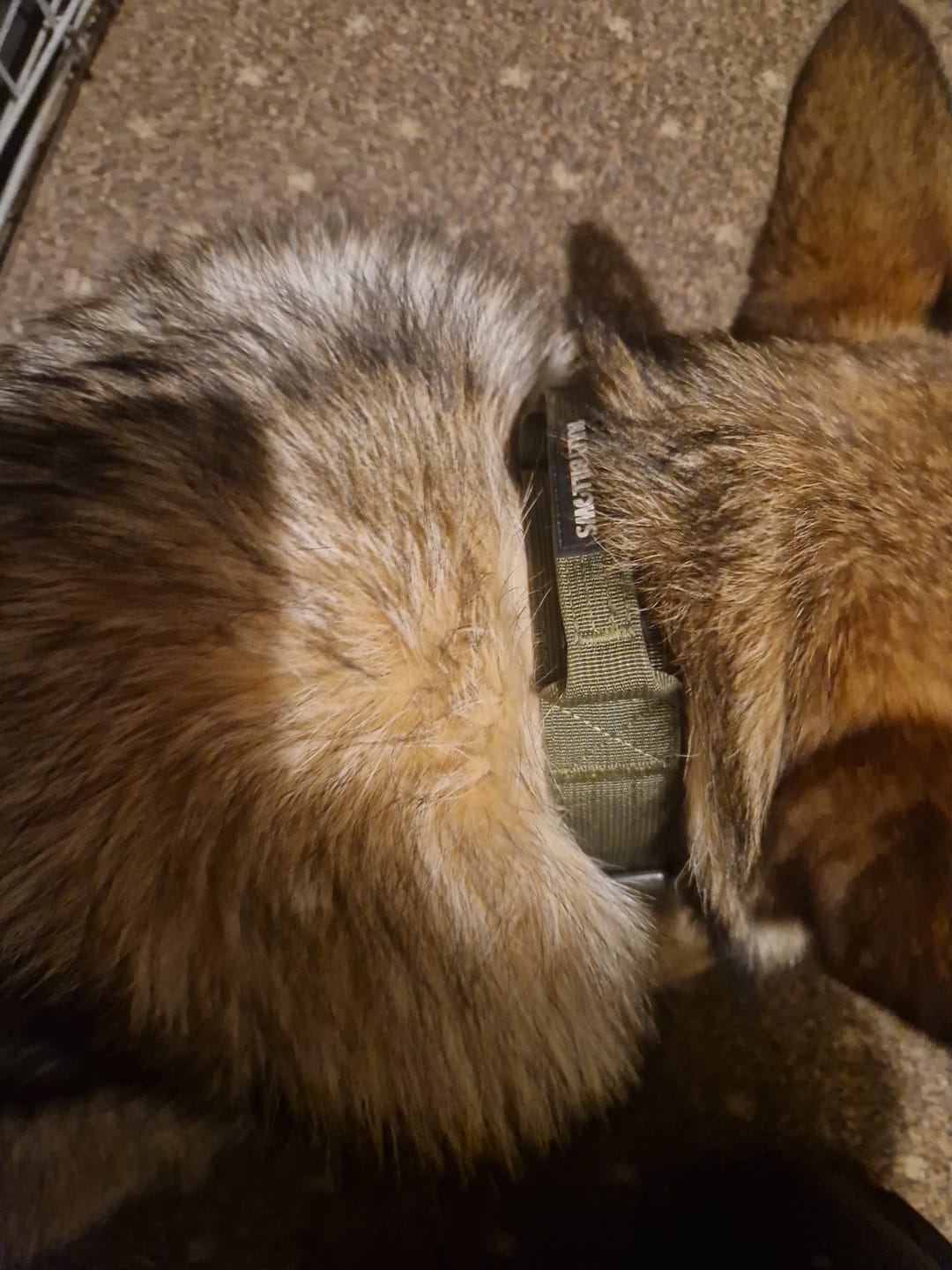 Customer photo review of 4cm Combat® Collar | Handle & Rated Clip -  Khaki