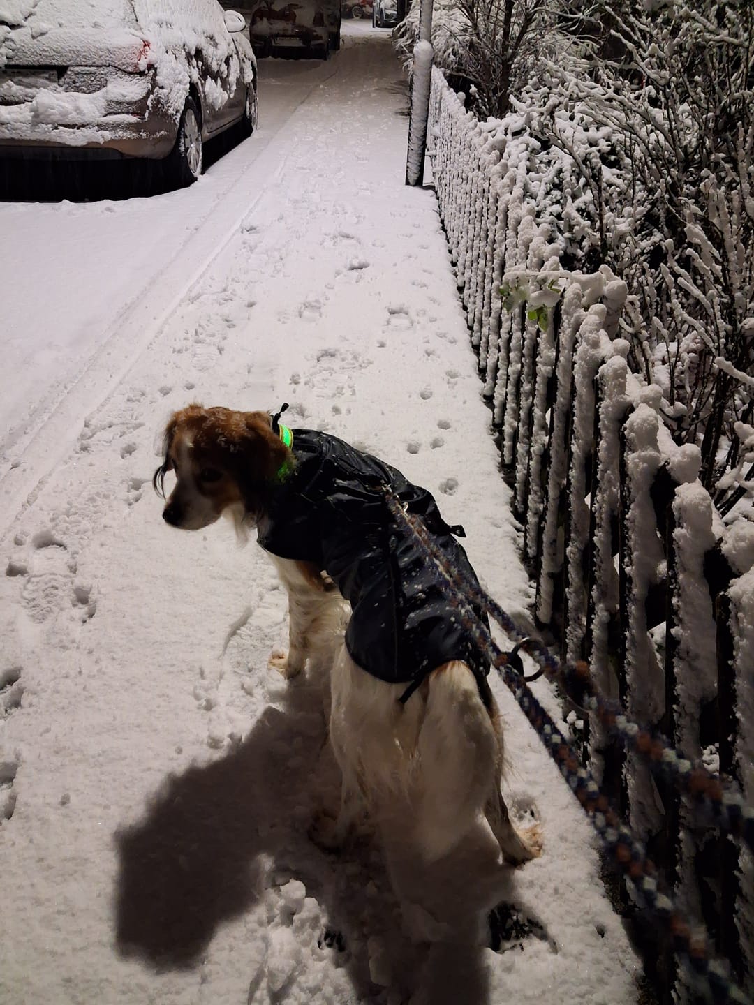 Customer photo review of 10% CBD Tropfen für Hunde