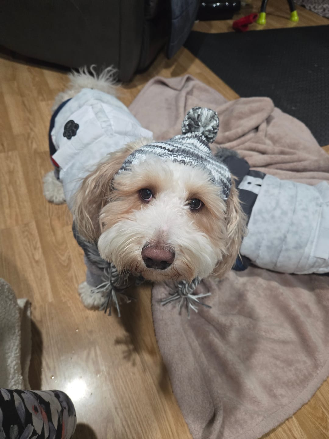 Customer photo review of Knit Pom Pom Dog Beanie Hats