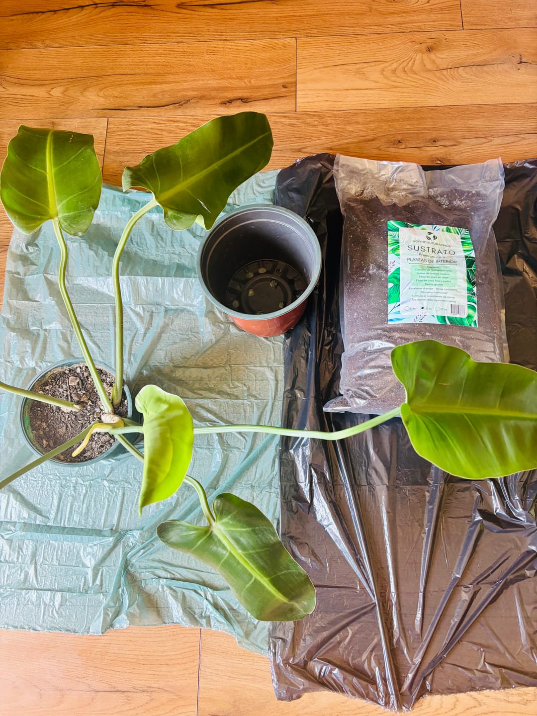 Customer photo review of Sustrato Premium para Plantas de Interior y Tropicales – 5, 10 y 20 L