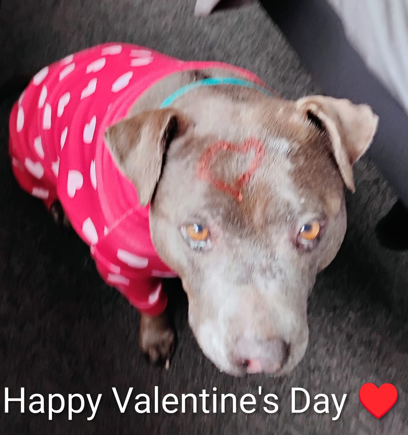 Customer photo review of Dog Pajama - Red Hearts