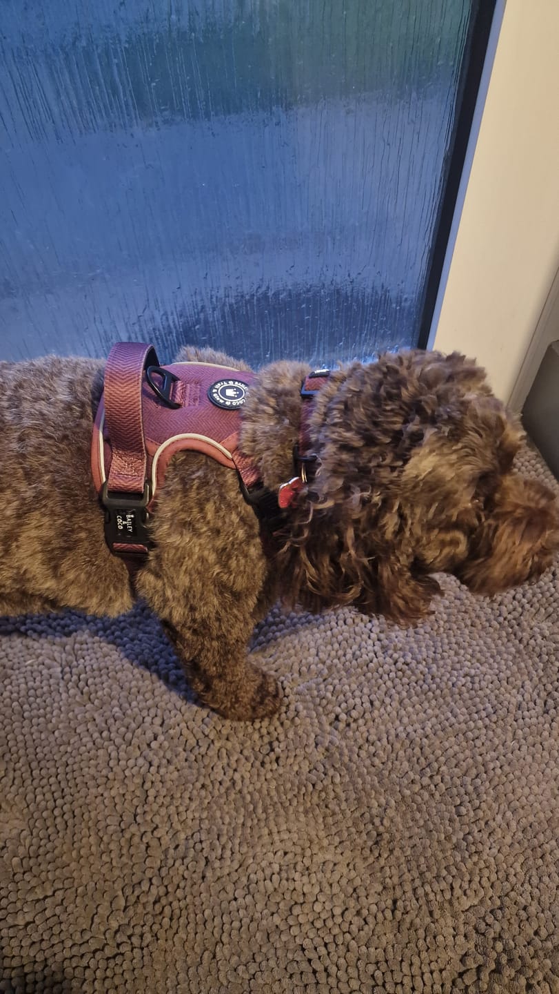 Customer photo review of Trail & Glow® Dog Harness - Mulberry Tweed