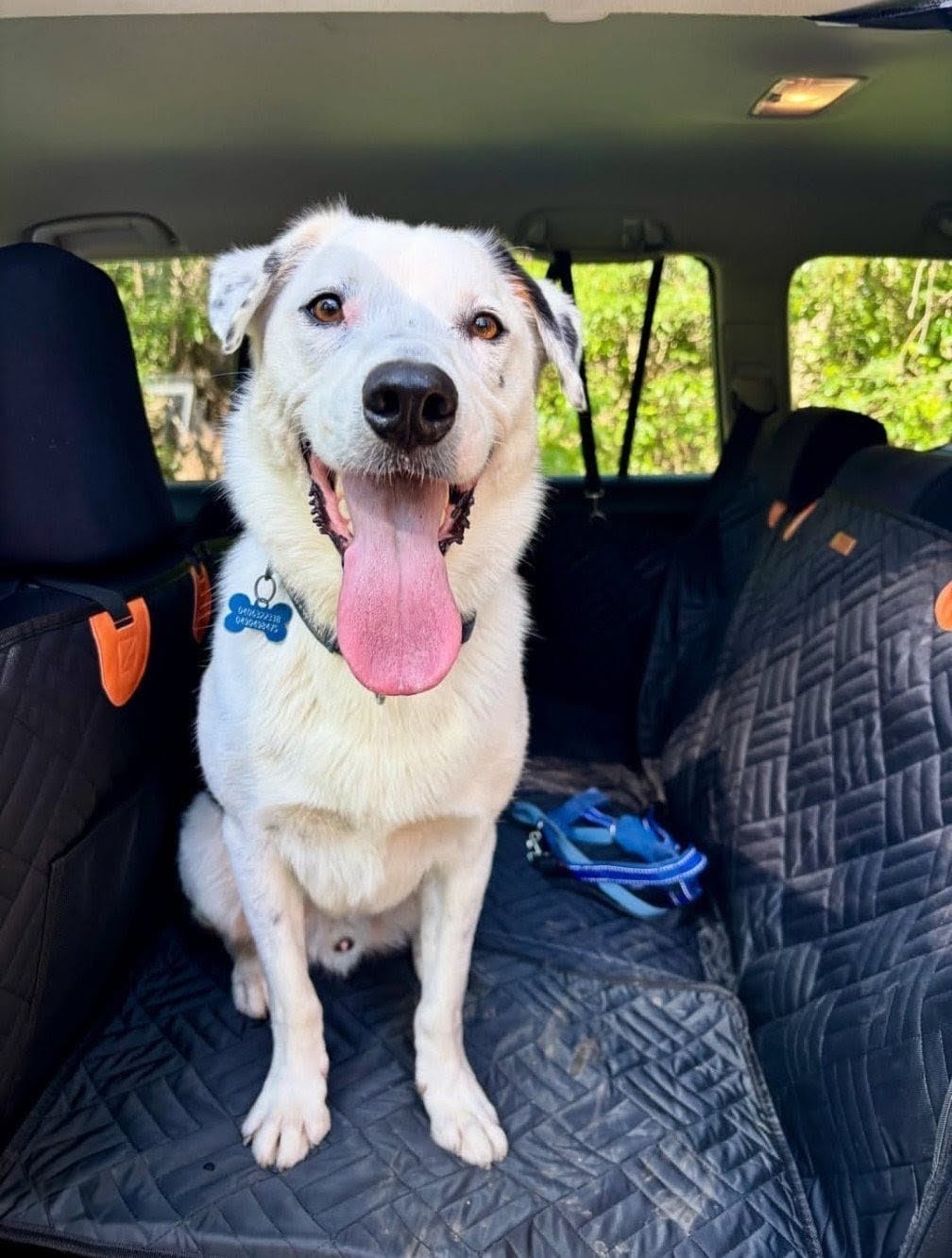 Customer photo review of Marlo&Co™ Dog Seat Cover