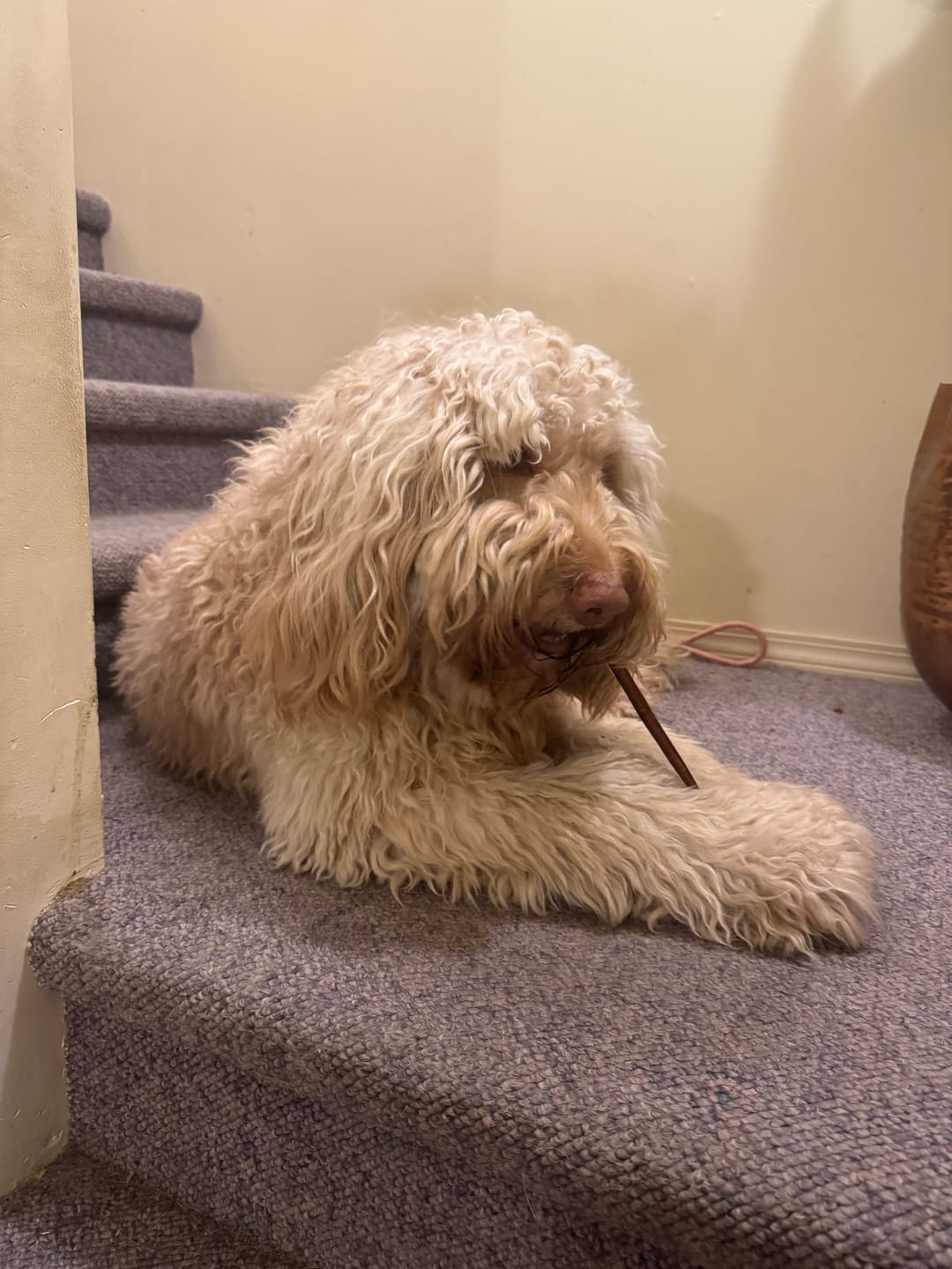 Customer photo review of 6 Inch Braided Jerky Stick