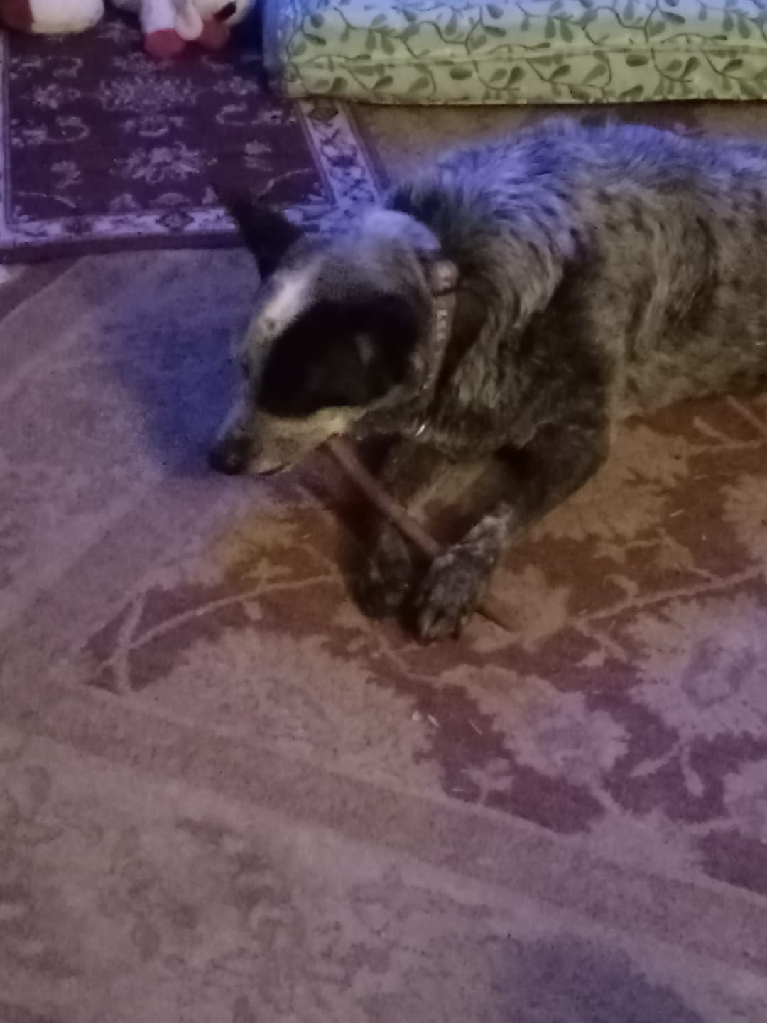 Customer photo review of Regular Bully Sticks