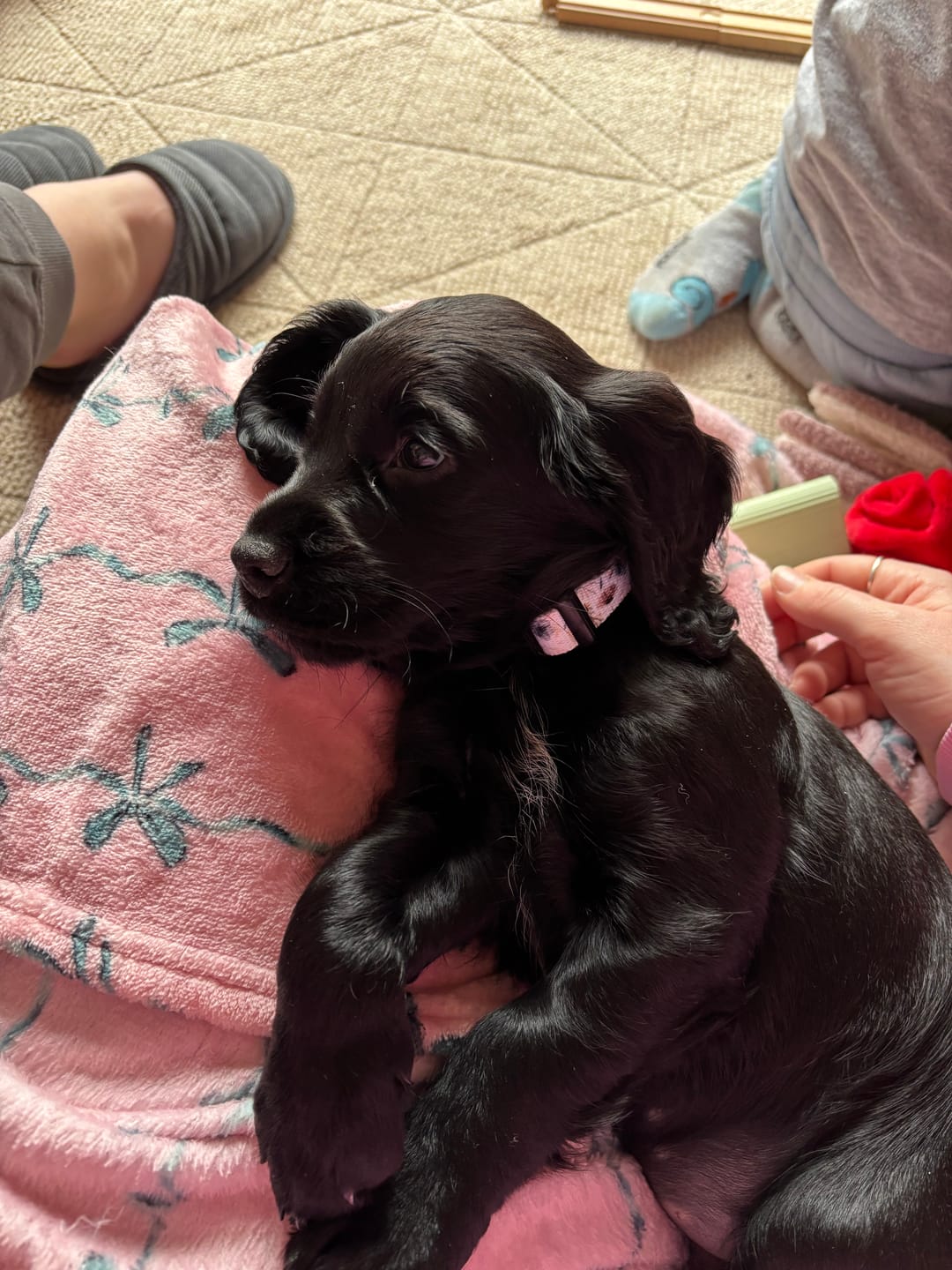 Customer photo review of 3-Click Tough Step-in Dog + Puppy Harness | Pressed Petal