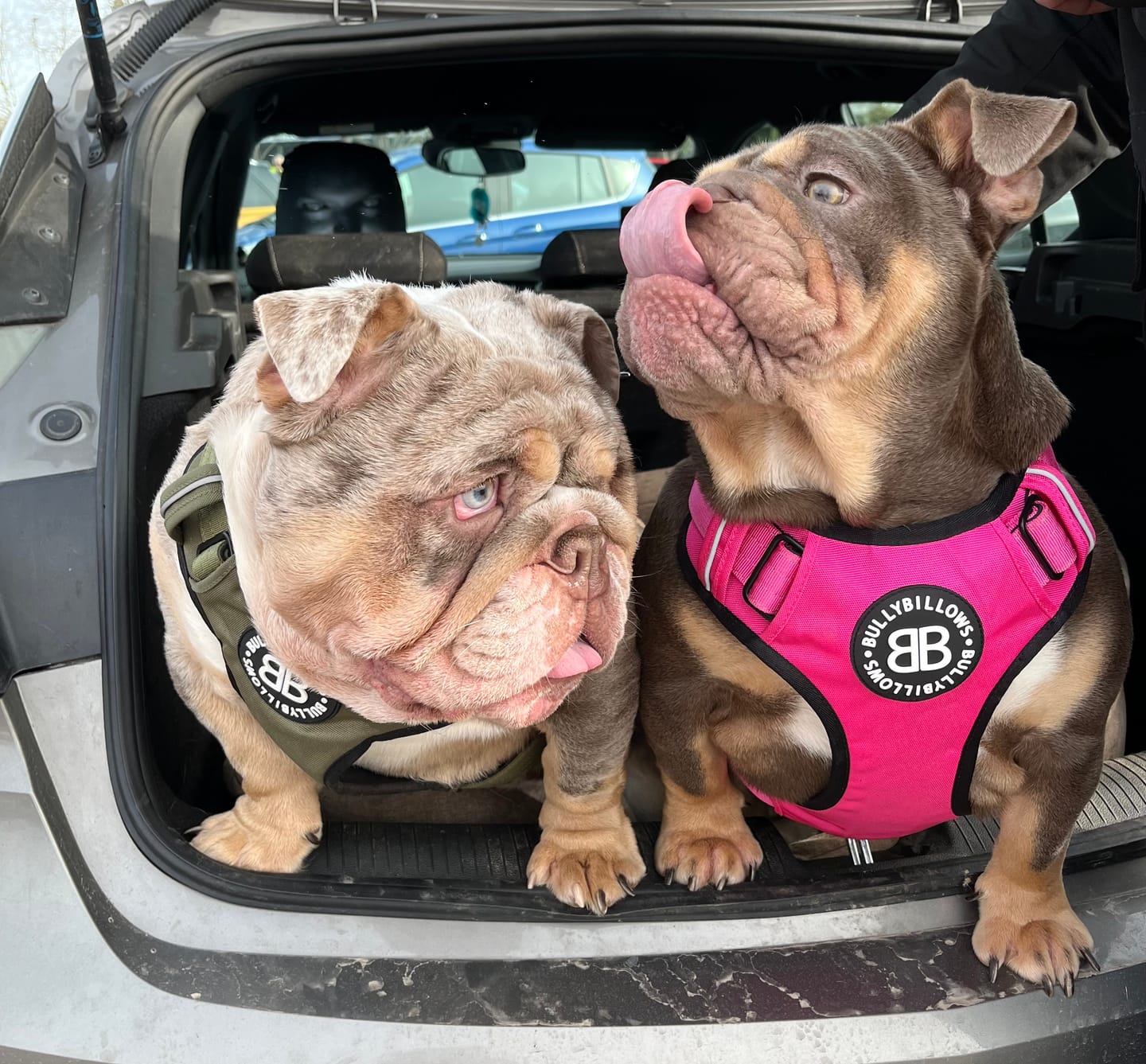 Customer photo review of Comfort Premium Harness | Non Restrictive - Magenta