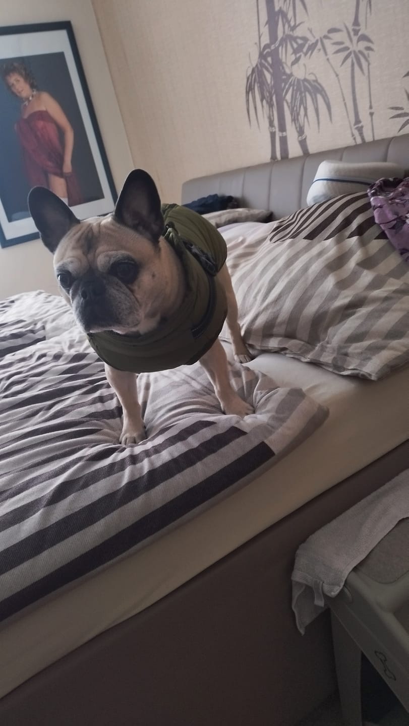 Customer photo review of Emmalove - Wasserdichter Hundemantel Extreme