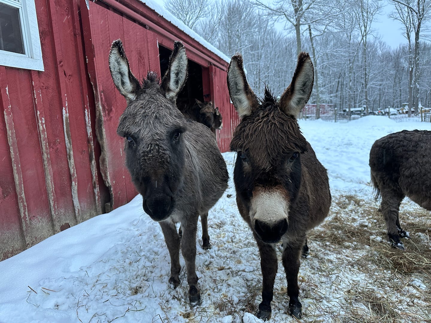 Customer photo review of Timothy Orchard Grass Hay (Click here for Qty Discount) Grass Hay (Buy More - Save More)(Includes delivery too!)
