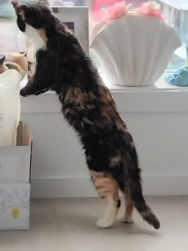 Customer photo review of Fit Litter