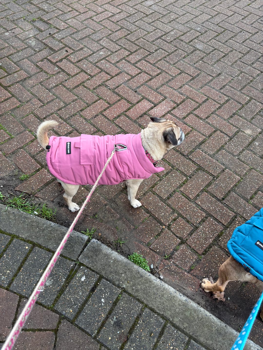 Customer photo review of WarmShield Water-Resistant Jacket - Dusty Pink