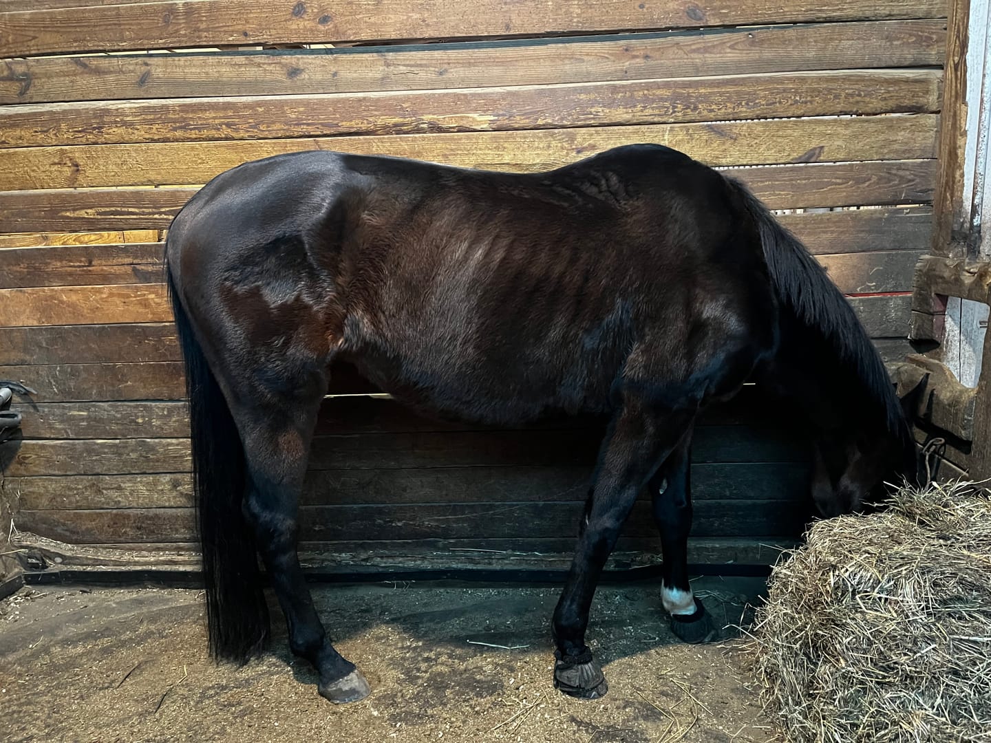 Customer photo review of Hind Gut Rescue Program™
