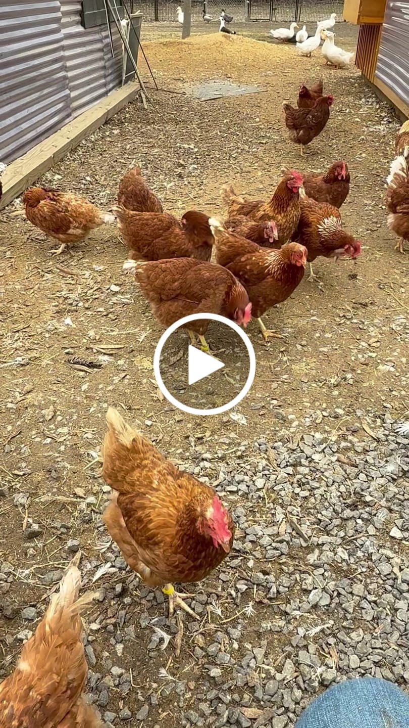 Customer video review of Nesting Herbs 3 0z Bonus Pack (Worth $20)