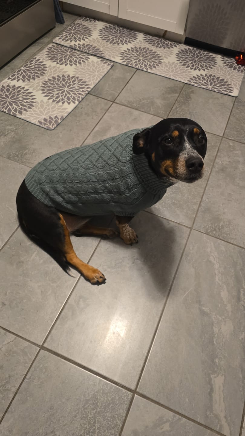 Customer photo review of Cable Knit Dog Sweaters