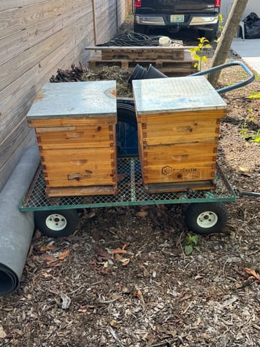 Customer photo review of MayBee Hives 10 Frame Complete Cedar Wood Beehive Kits Include: 2 Deep Bee Boxes And 1 Super Bee Box with Pine Wooden Frame And Beeswax Coated Plastic Foundation