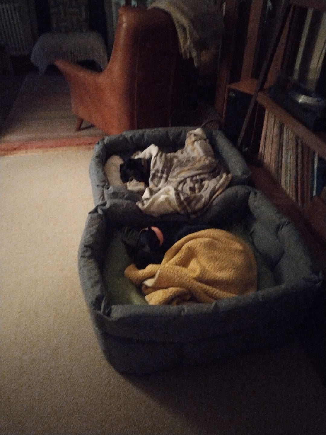 Customer photo review of Country Dog Heavy Duty Rectangular Dog Bed