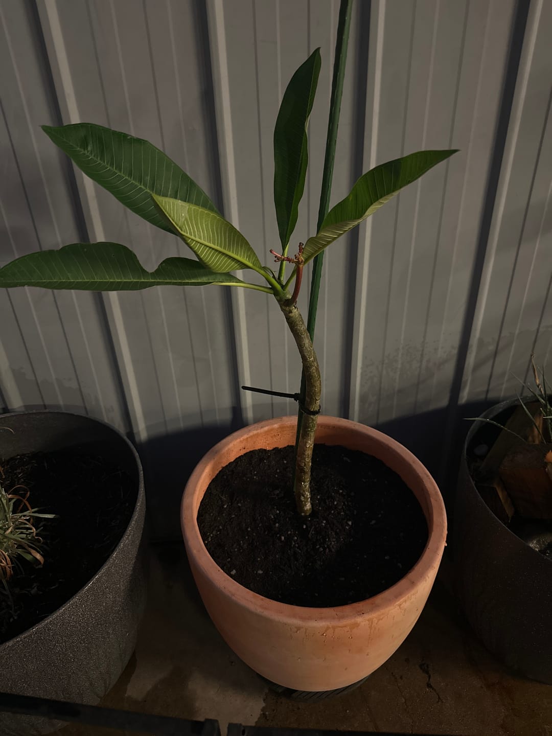 Customer photo review of Frangipani (Plumeria Rubra)